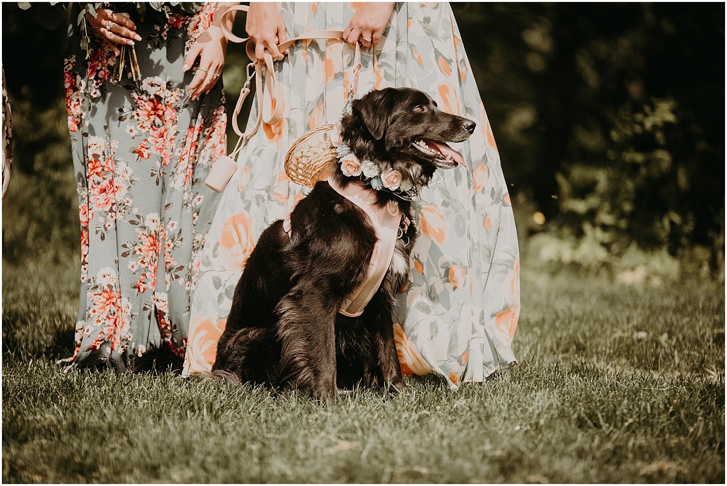 dog flower girl at Barn at Silver Oaks Wedding