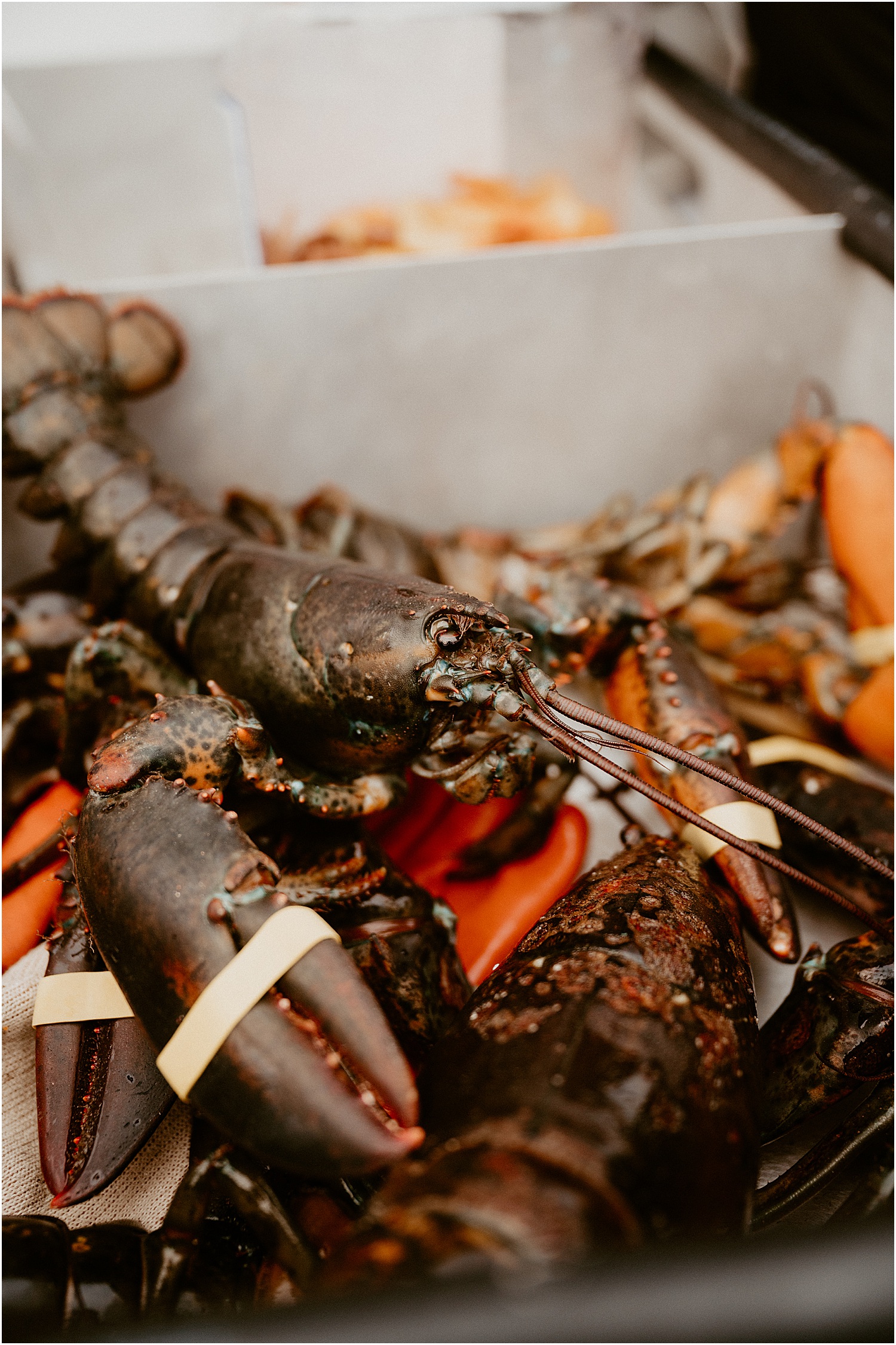 A big lobster by Katelyn Mallett Photography